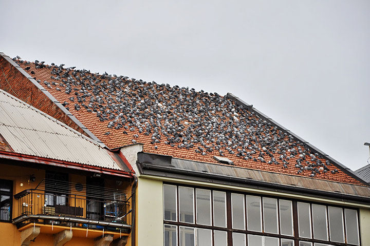 A2B Pest Control are able to install spikes to deter birds from roofs in Tiverton. 