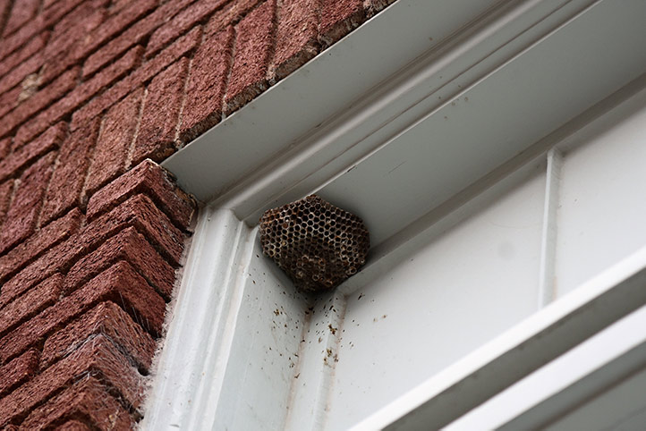 We provide a wasp nest removal service for domestic and commercial properties in Tiverton.